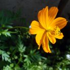 fioritura