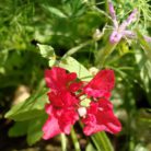 fiore rosso