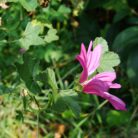malva
