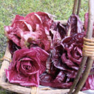 radicchio_400