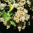 uva_bianca_400