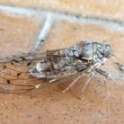 cicala