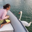 di cigni pane e felicità