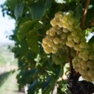vigna_uva_bianca_004_500
