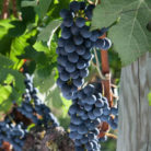 vigna_uva_rossa_002_500