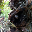 barbera_vigna_vecchia_500