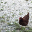 gallina_500