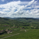 beaujolais_vigneti_500