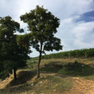vigna_case_vece_500