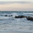 mare