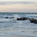 mare