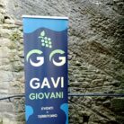 gavi_giovani_rollup_500
