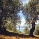 olivi_torri_500
