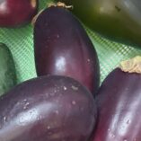 melanzane