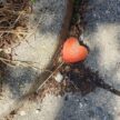 cuore