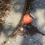 cuore